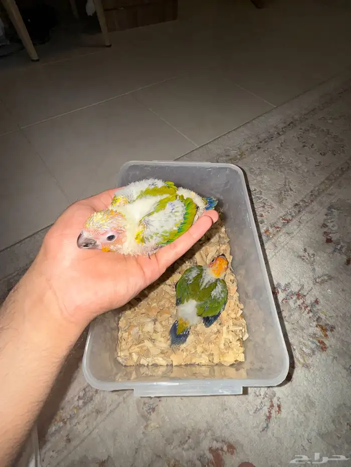 محبين الصن كنيور فرخ صن كنيور صحه وحجم شرطط 0