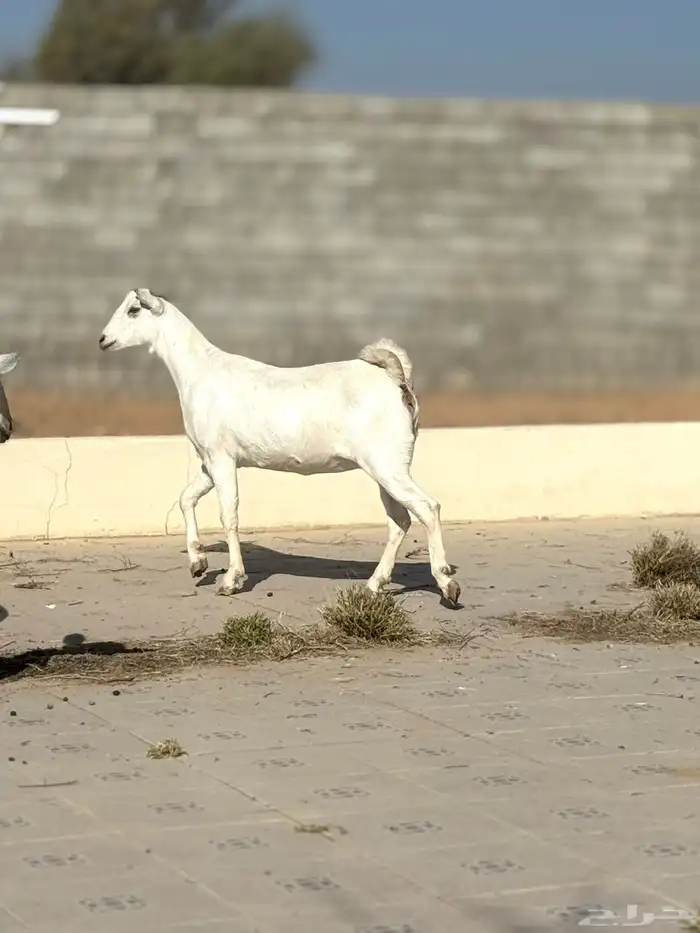 جفرات بيشيه 13