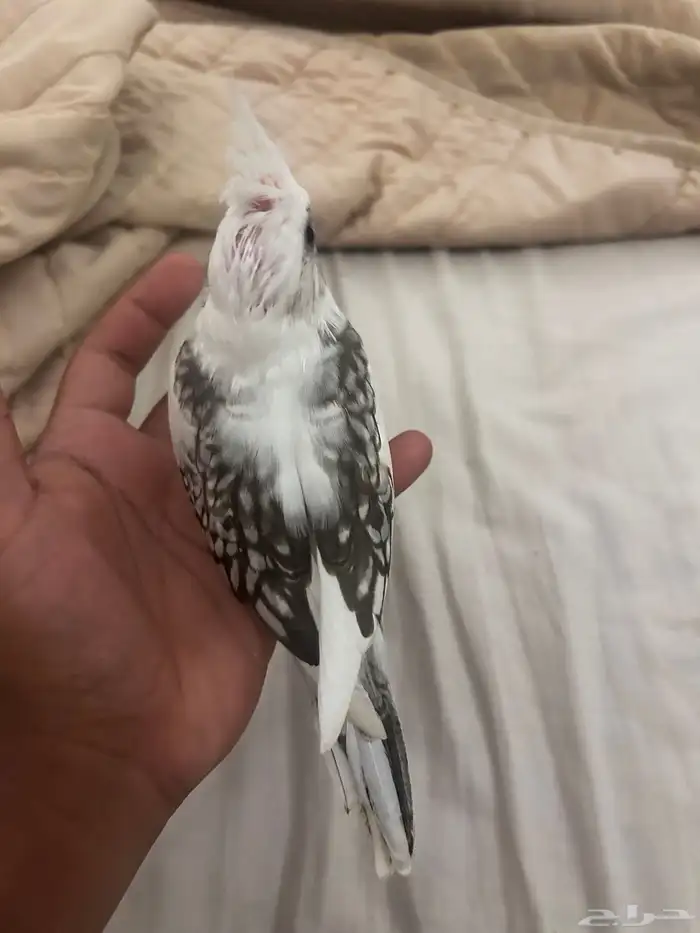 للبيع فرخ كروان 4