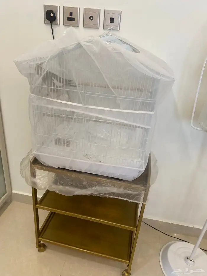 طير كروان اليف جدا مع القفص 1