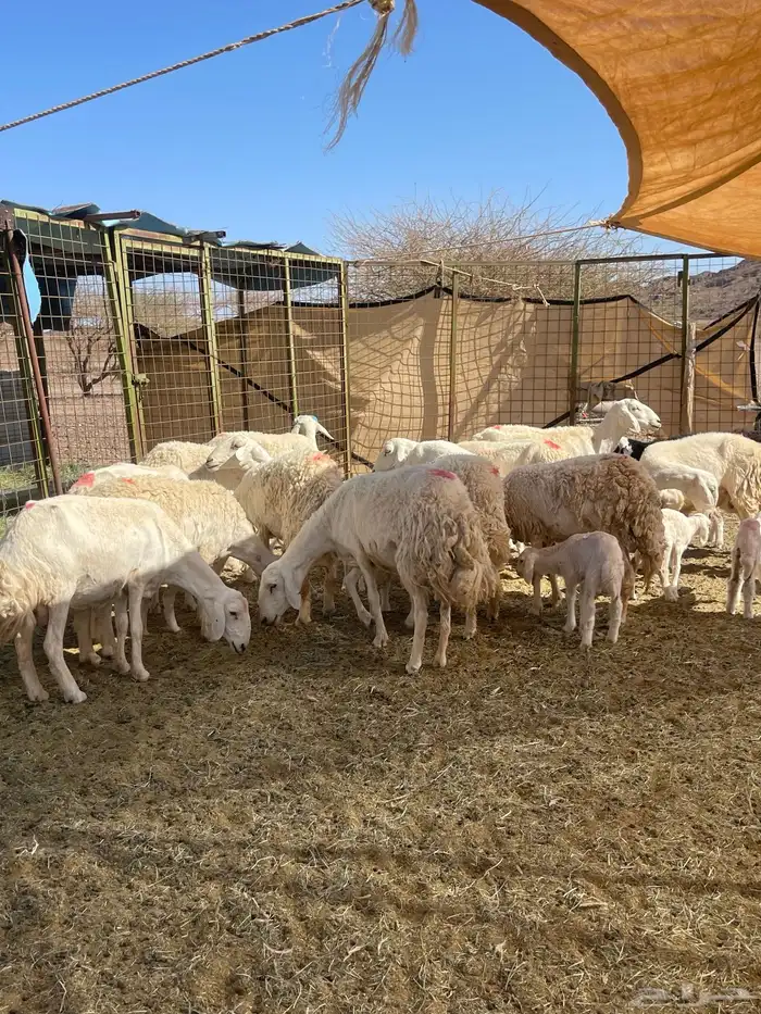 ضان ( تم البيع ) 0