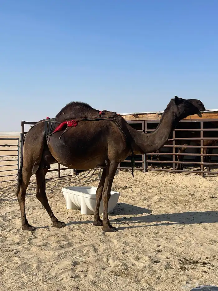 عشراء ضروبه ثنو من خيار البل 1