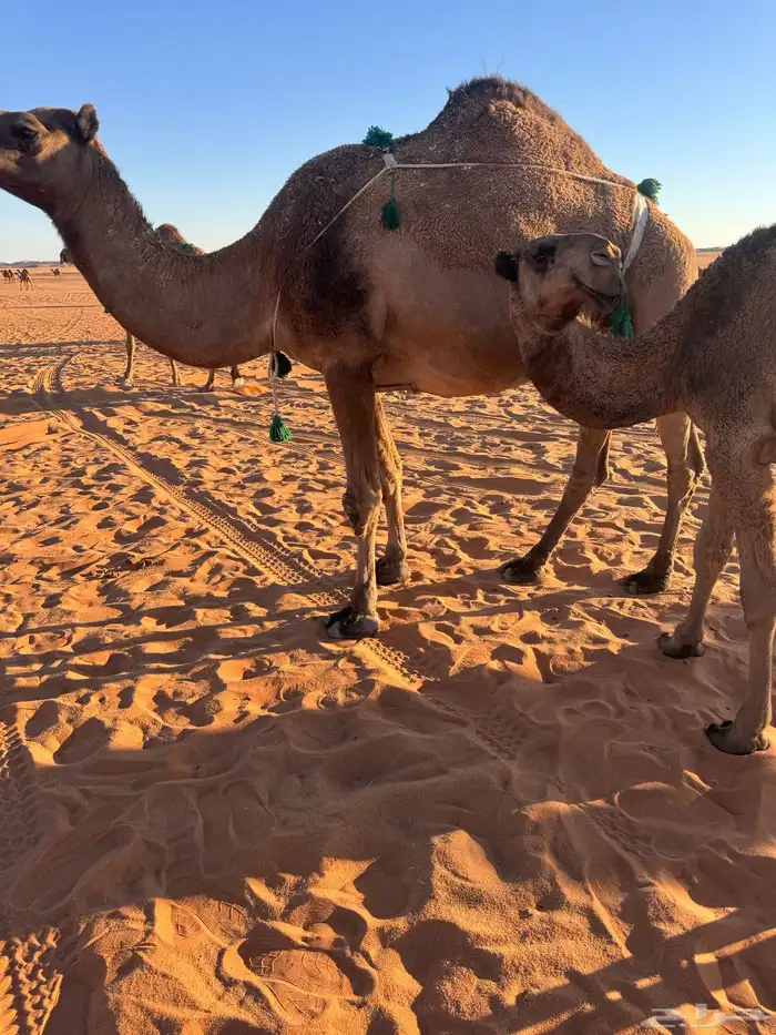 ناقه لقحه منتج 2