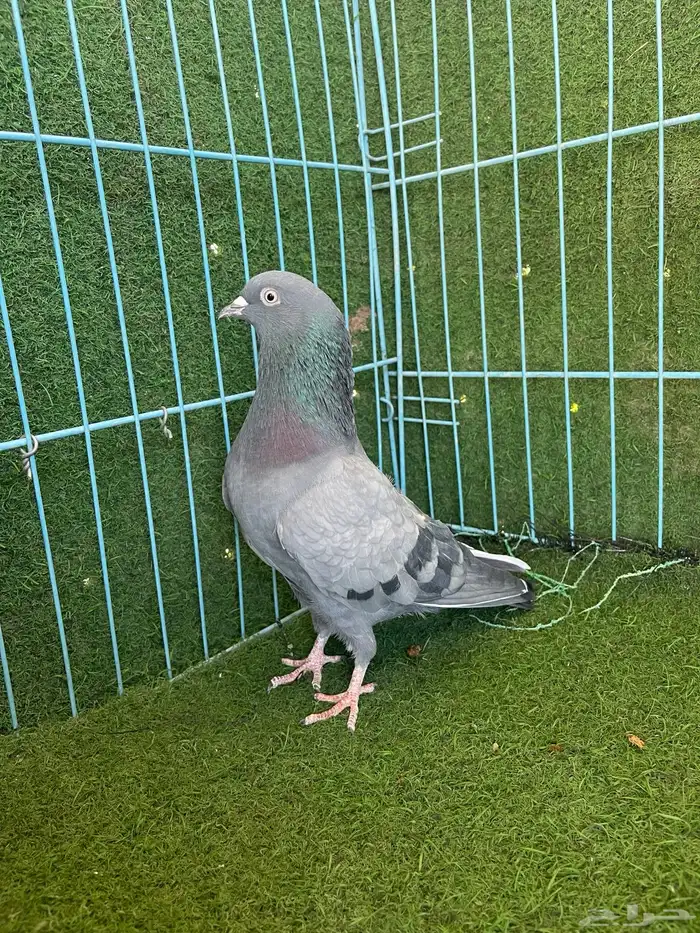 حمام باكستاني 2