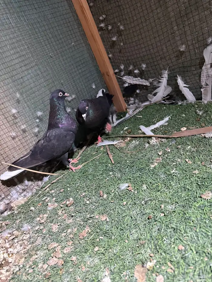 للبيع جوز قطايف مطرف منتج تب التب 2