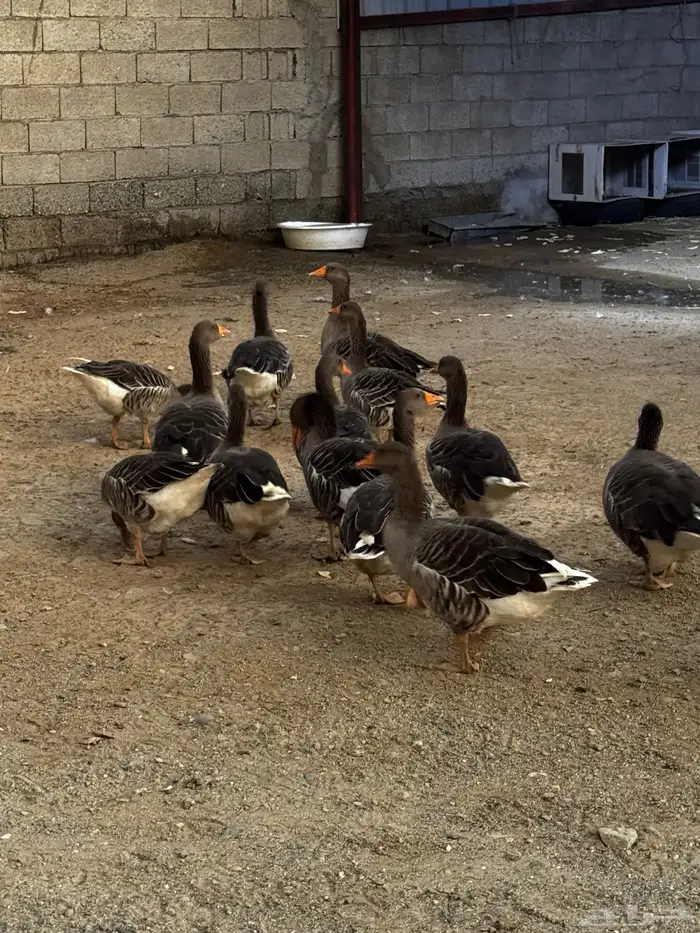 وز بلدي سوبر جامبو 0