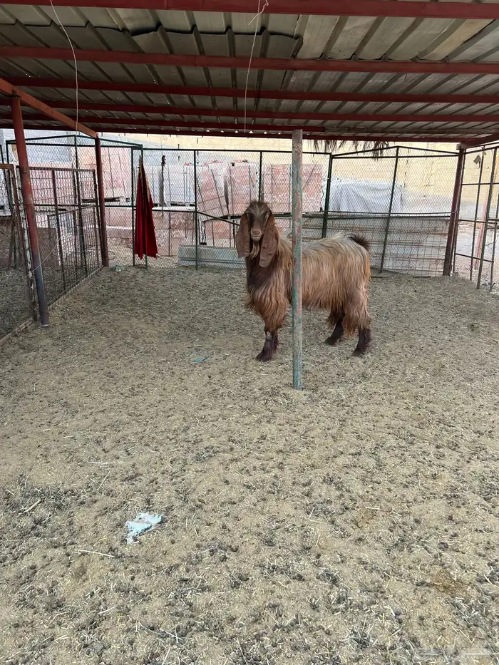 تيس فحل بحالة ممتازة 2