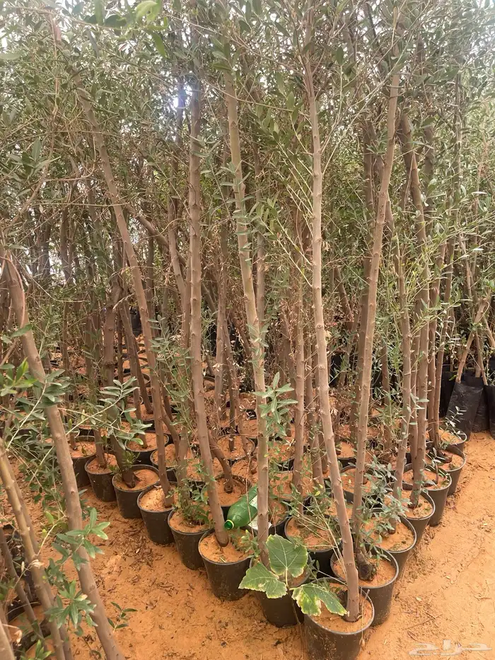 اشجار زيتون 11