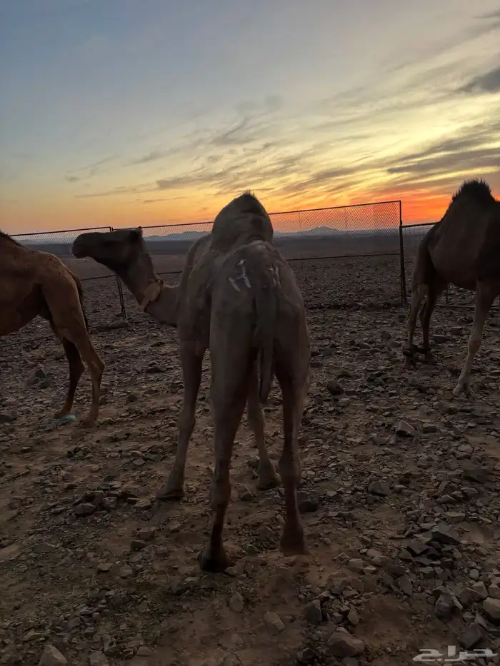 ناقه شقحا القحه 5