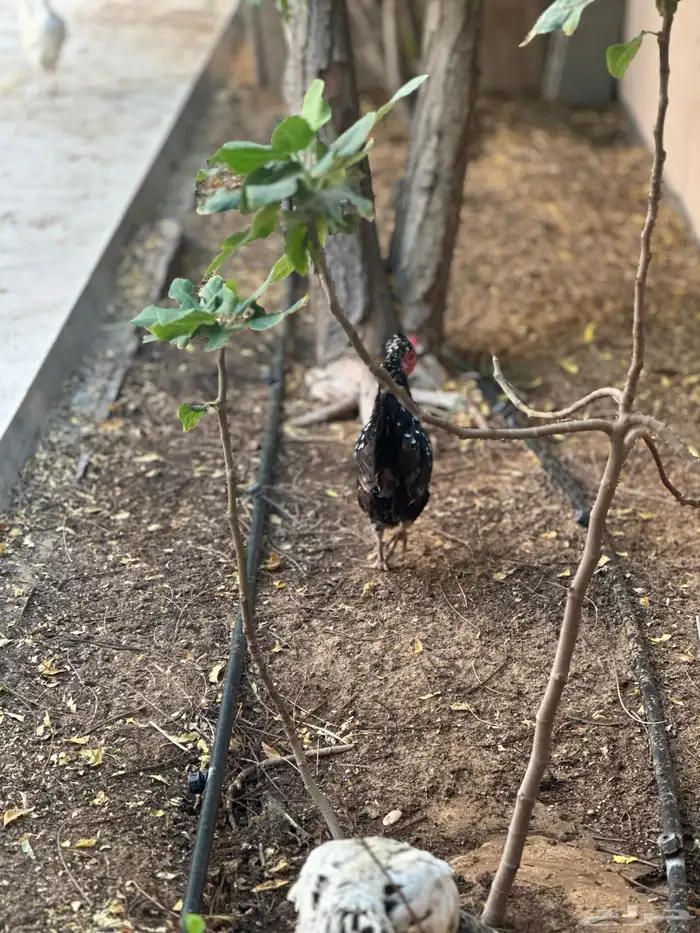 7 دجاجات وديك للبيع 1