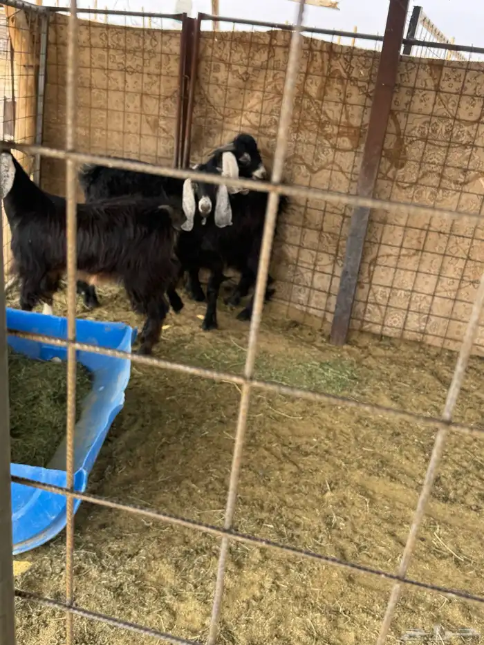 جفرتيين وتيس للبيع 5