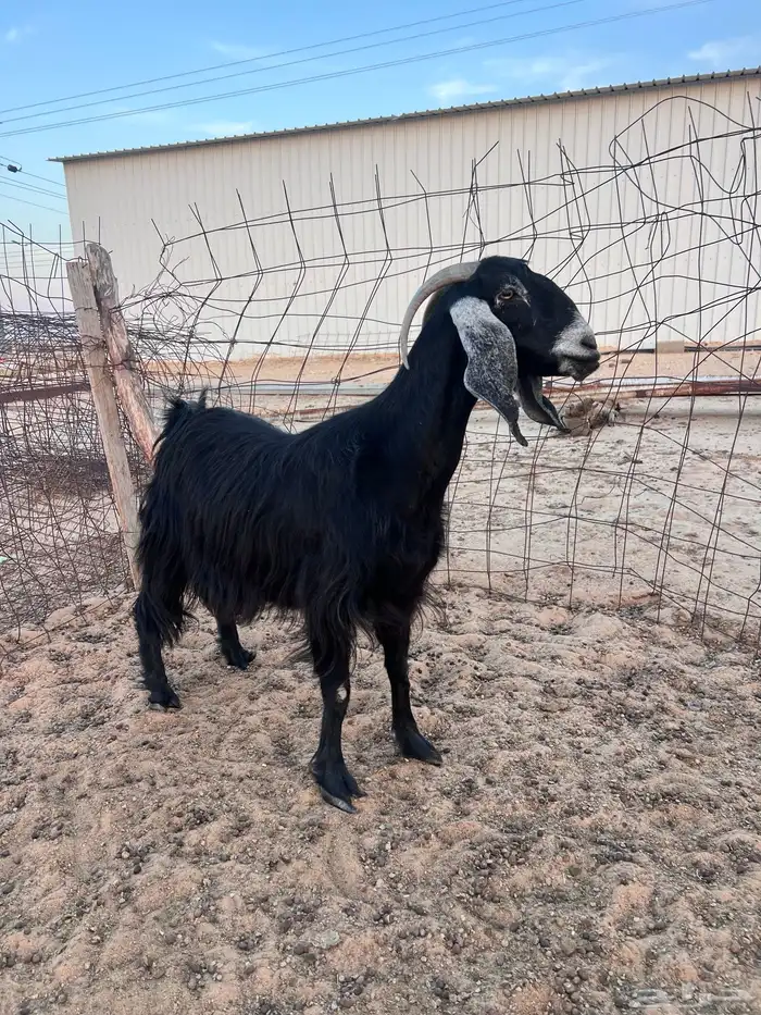 للبيع عنزين 3