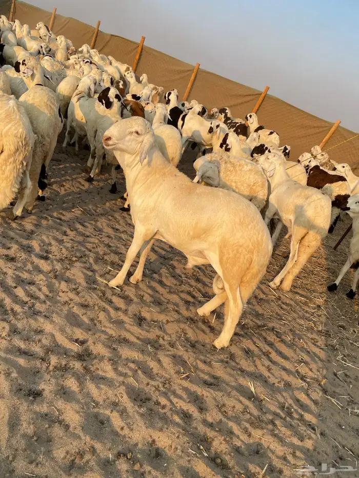 غنم سواكني جملة وتجزئة 7