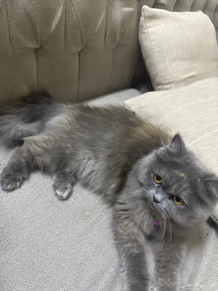 قطه انثى طالبه للتزواج 0