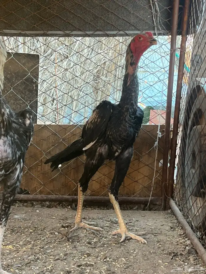 ديك باكستاني 0