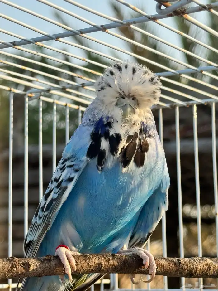 انثى بادجي انجليزي 0