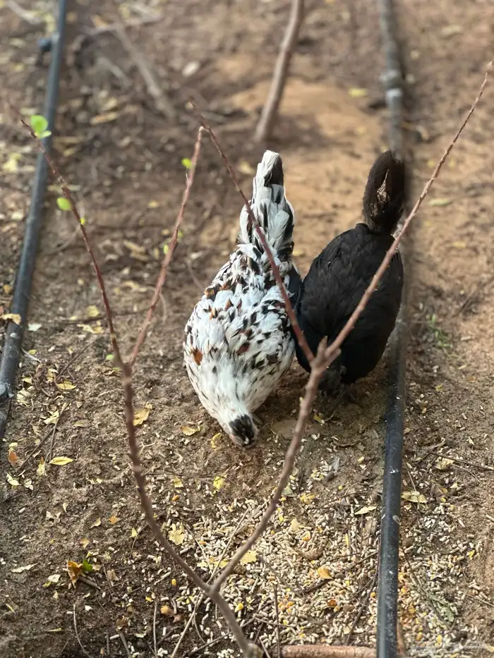 7 دجاجات وديك للبيع 0