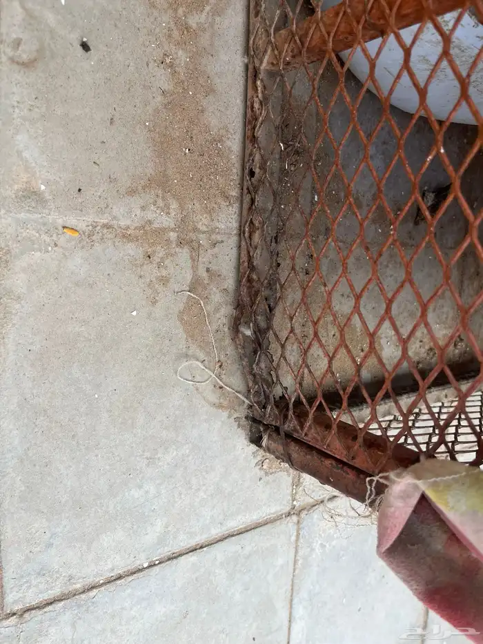 شبك دجاج طول متر في متر. ارتفاع 70 4