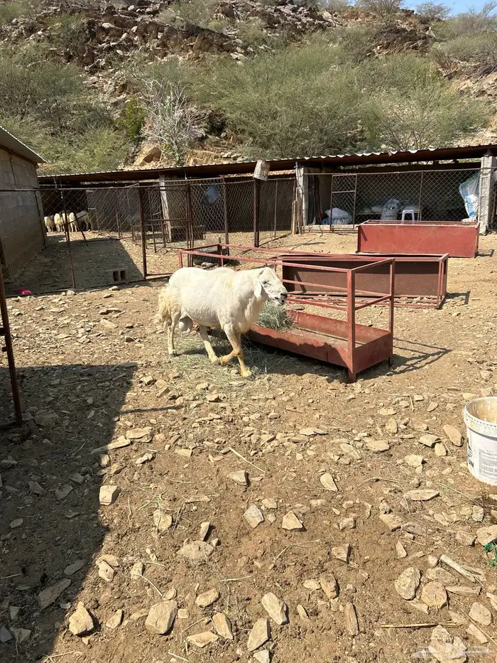 خروف حري فحل 6