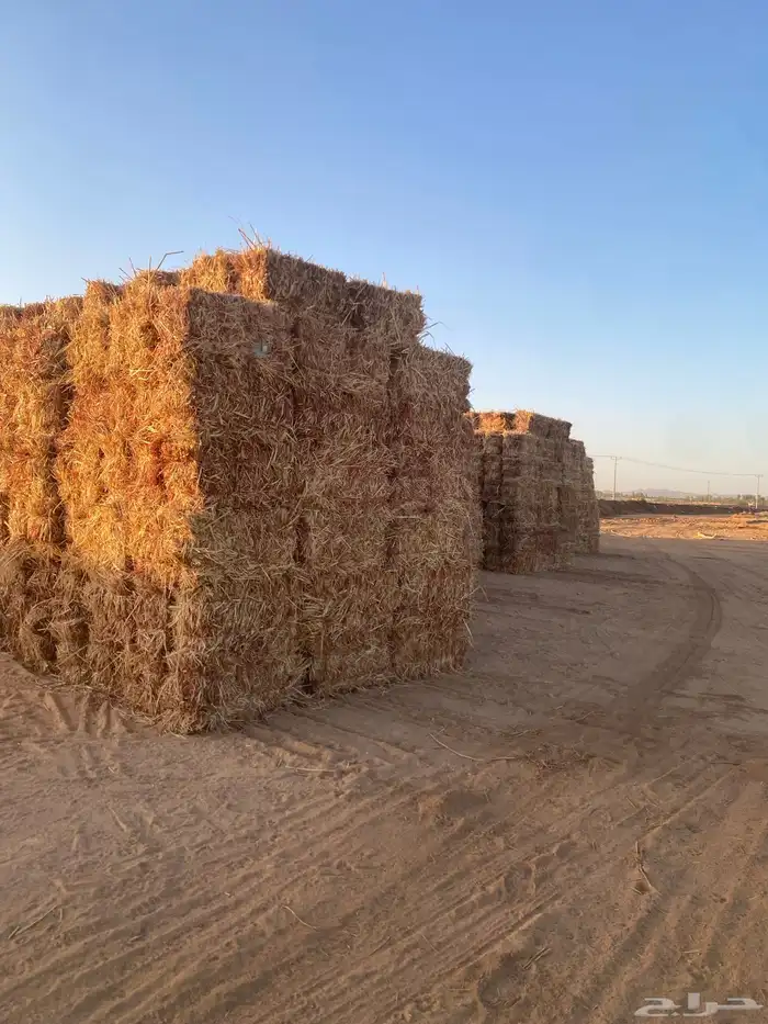 ذرا جزنيه حمرا للبيع 1