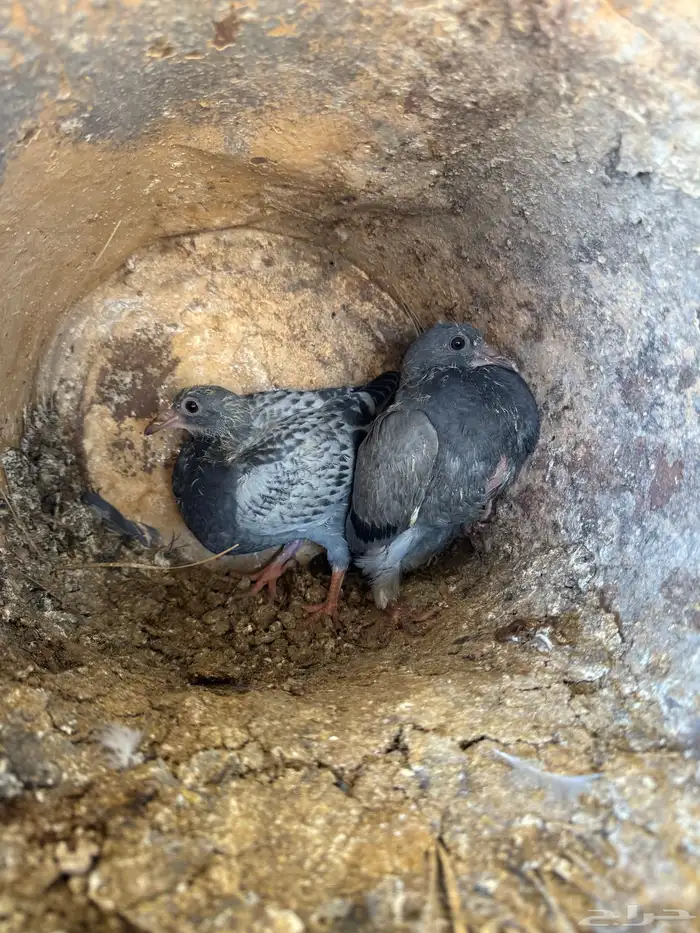 فراخة زاجل وفرنسي شرط احجام وطعم(تم البيع) 6