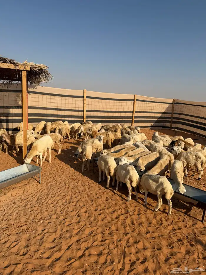 البيع رخال رفيديات بلدي العدد80 الصحة شرط تم البيع تم البيع 1