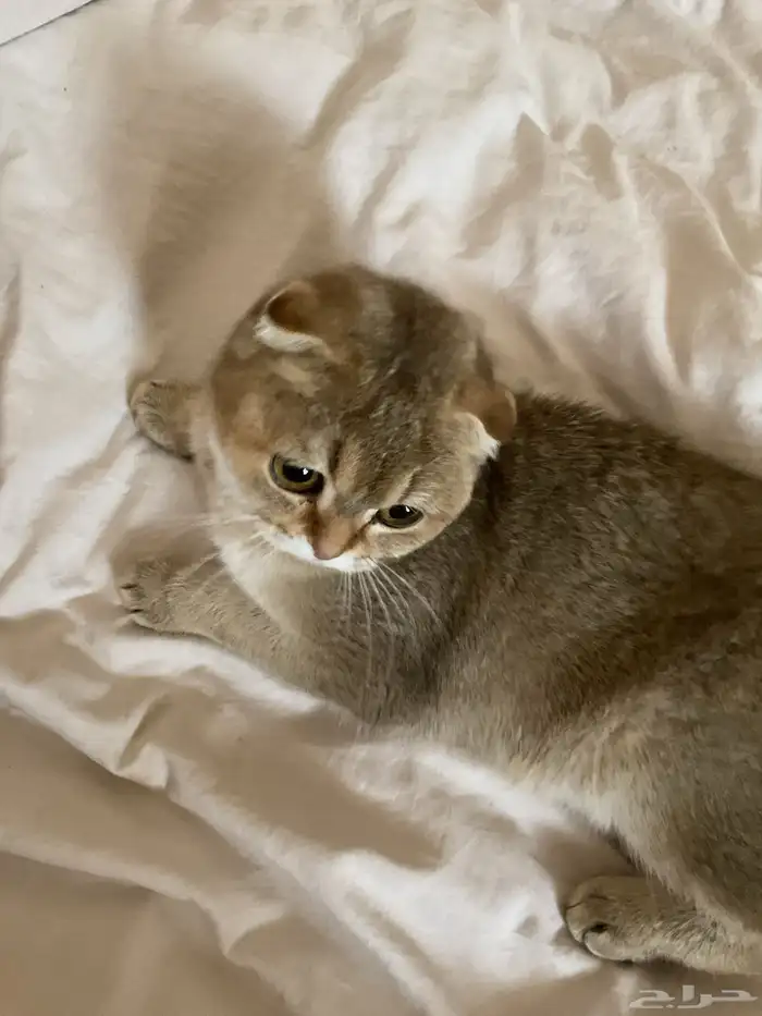 انثى سكوتش فولد 1