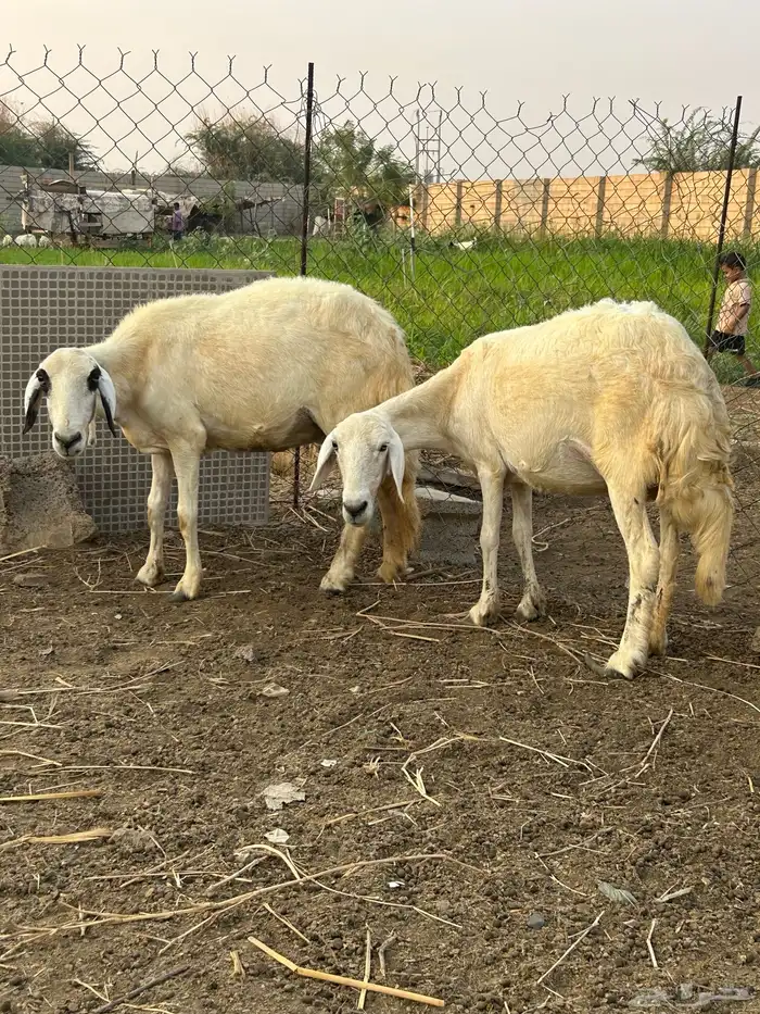 نعجتين سواكني للبيع 2