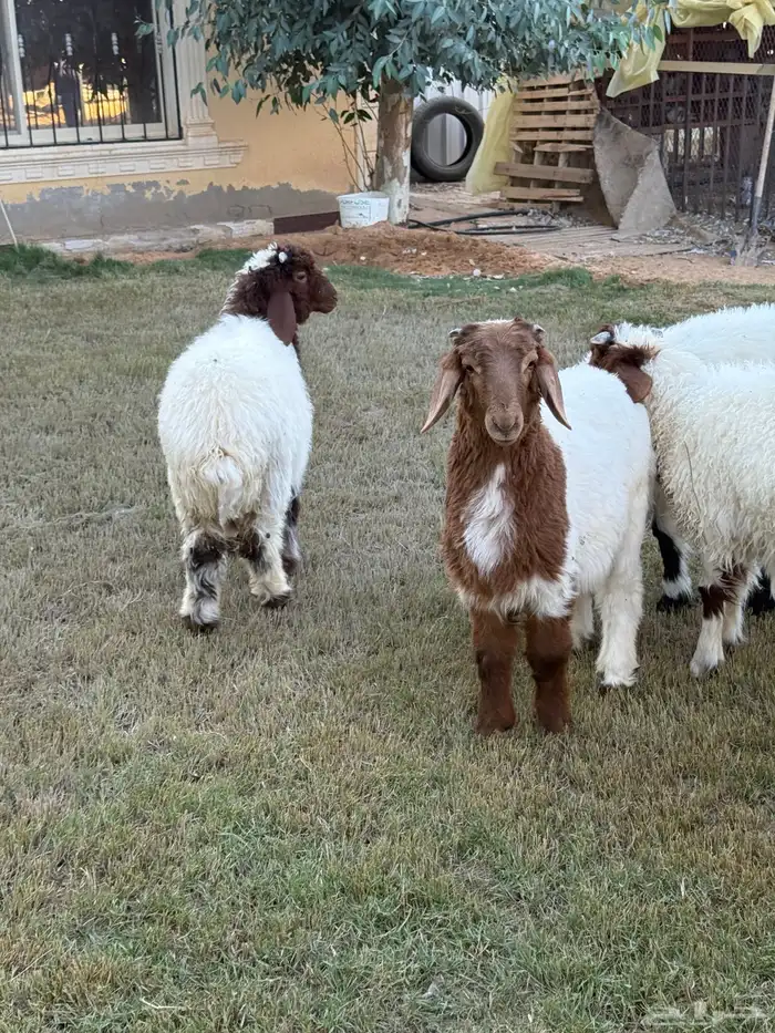 نعيمي هرفي خرفان 3