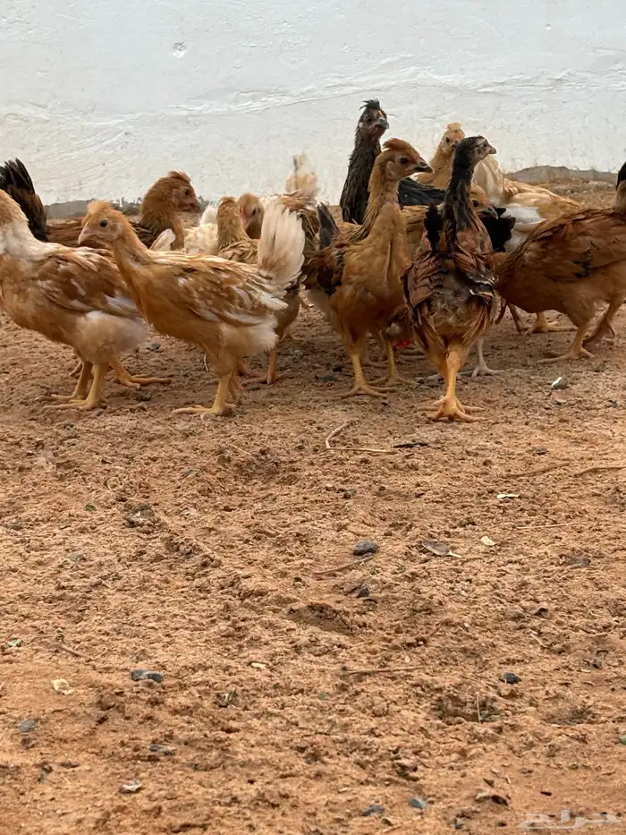 صوص دجاج امريكي هجين 3