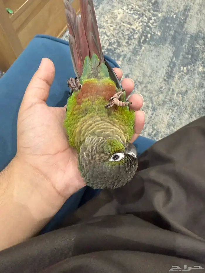 ببغاء كنيور اليف 3