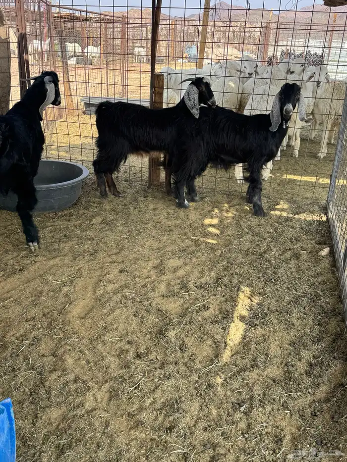 جفرتيين وتيس للبيع 4