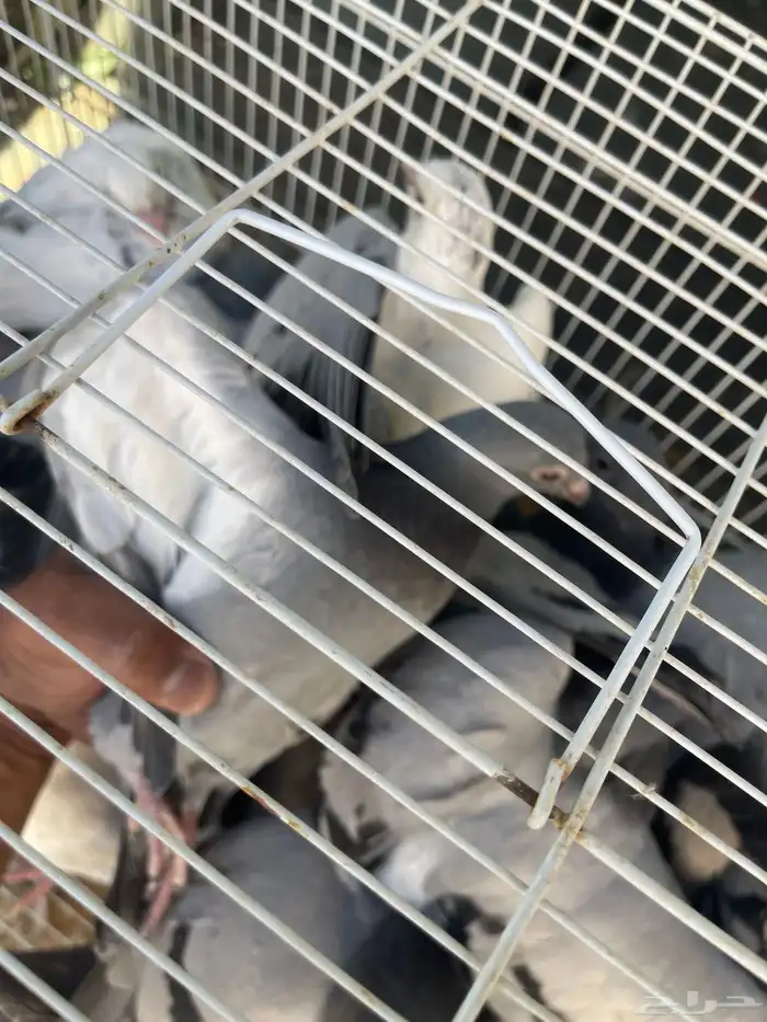 متوفر فراخة زاجل طيبات العدد 11 جوز جاهزات للذبح ا 3