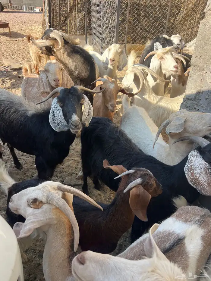 معزا العدد10 مولده من واحد واحد . 2