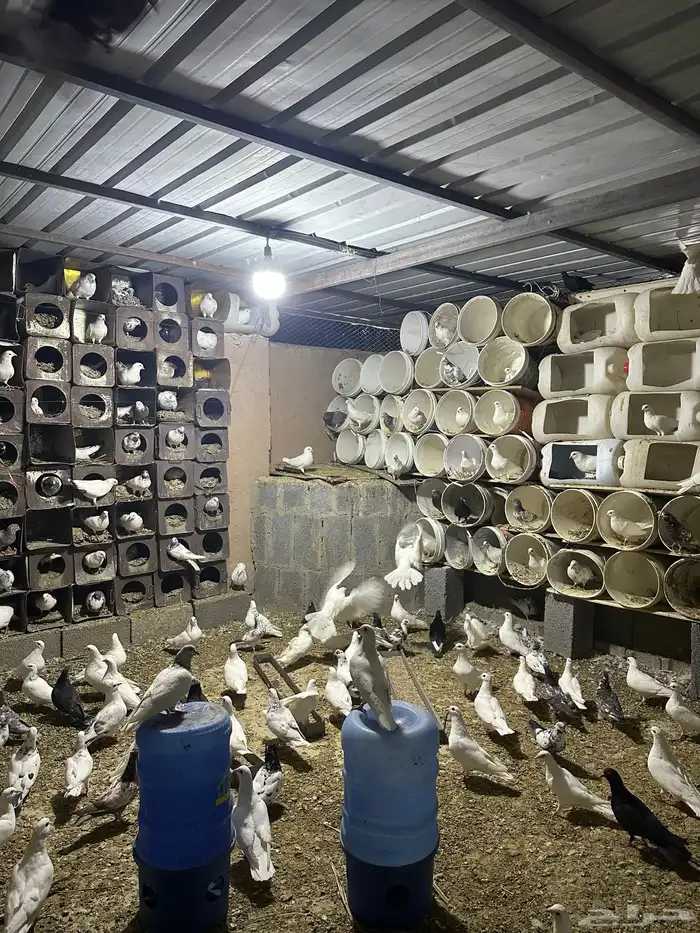 زعليل للبيع على اطلب 2