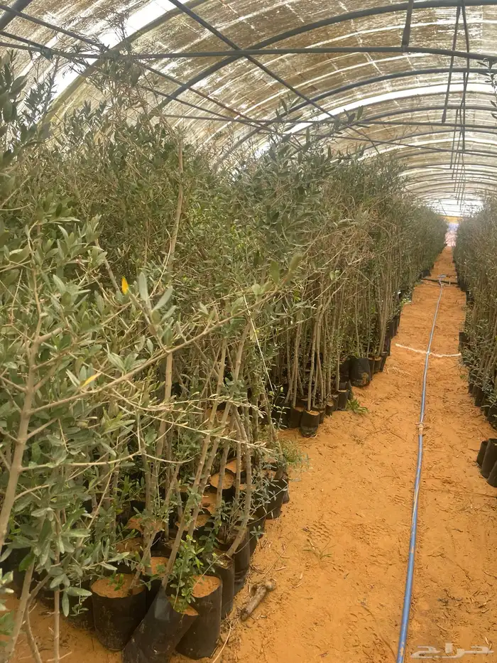 اشجار زيتون 9