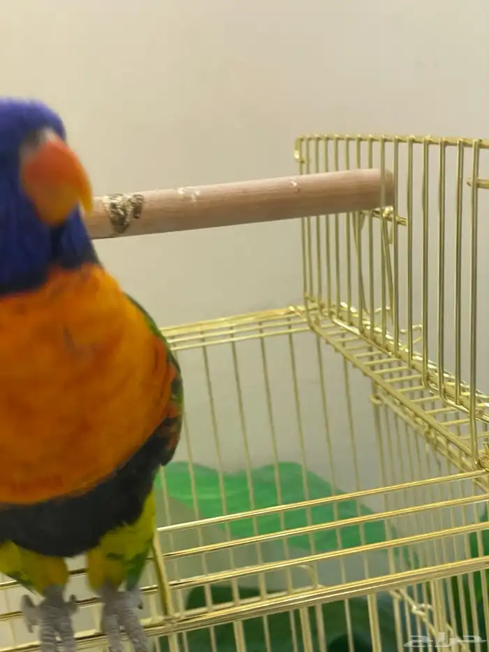 للبيع ببغاء الوري 3