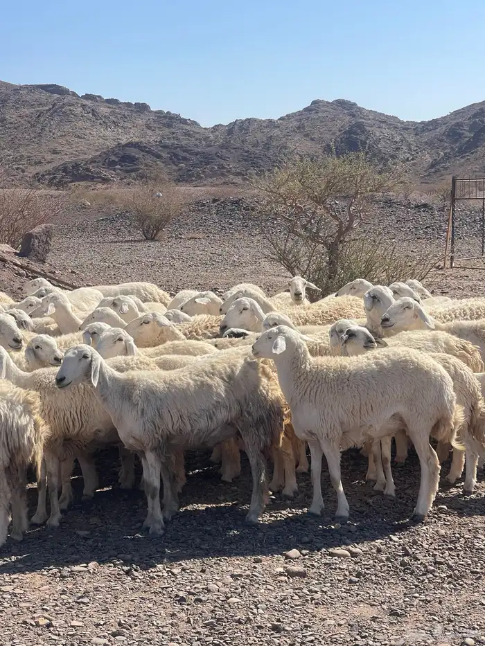 ضان ( تم البيع ) 14