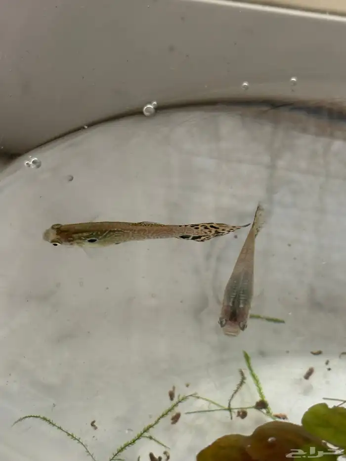 guppies زوج 0