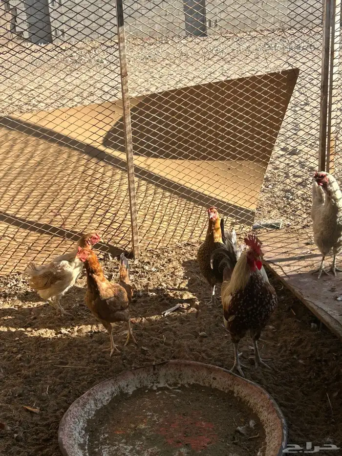 دجاج وذكر بط 5