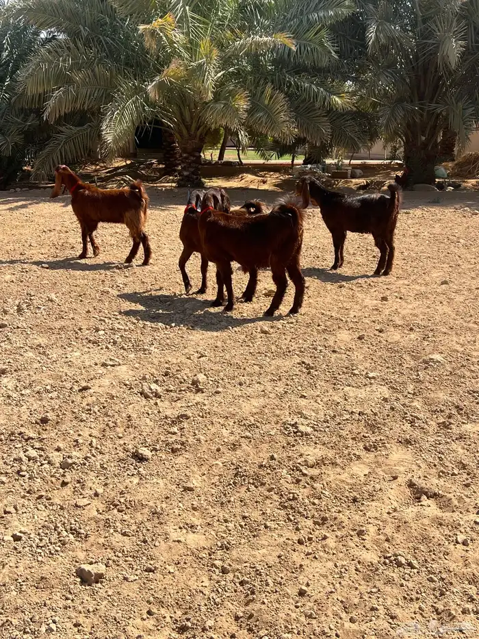 معزا قبرصيه 3