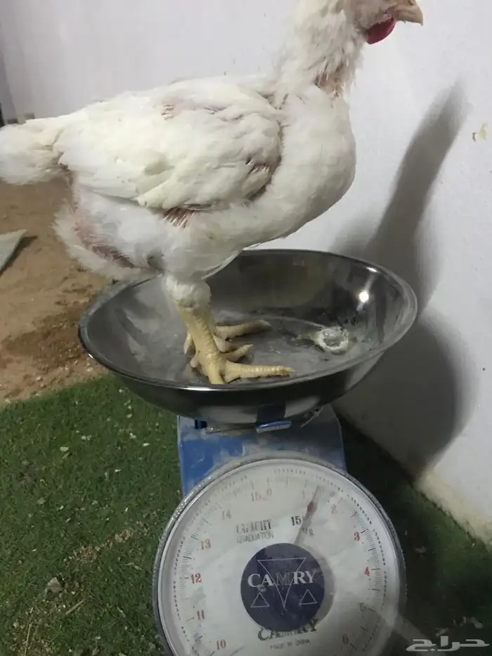 دجاج لاحم عرض خاص 2