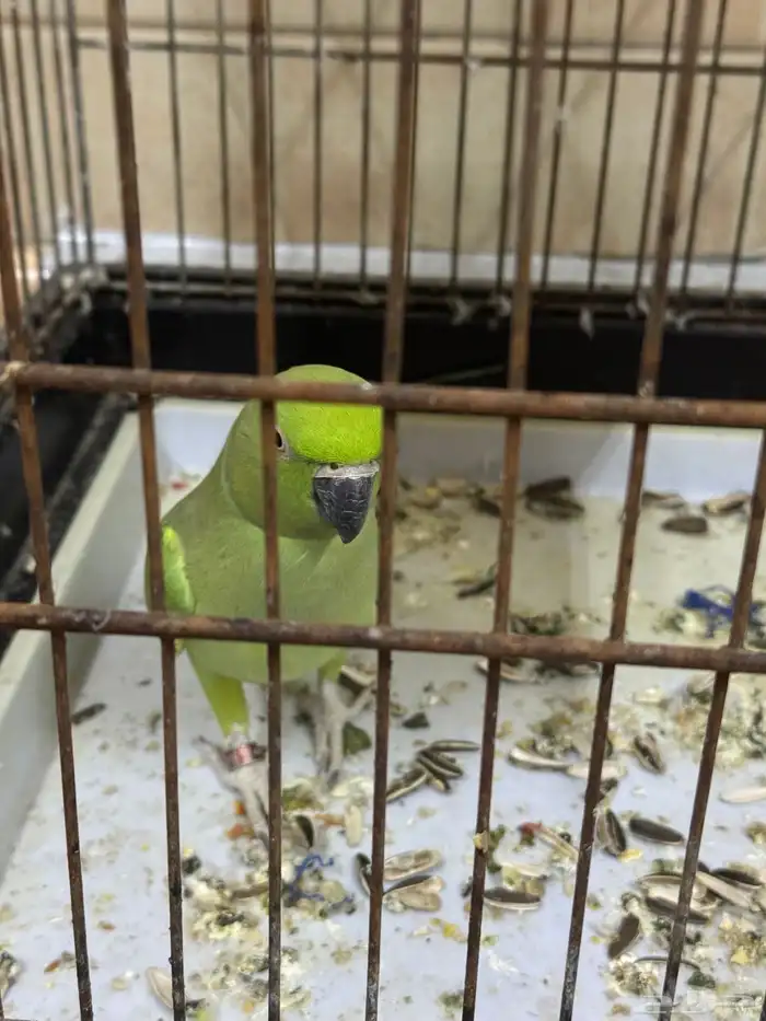 درة انثي جاهزة للانتاج 2