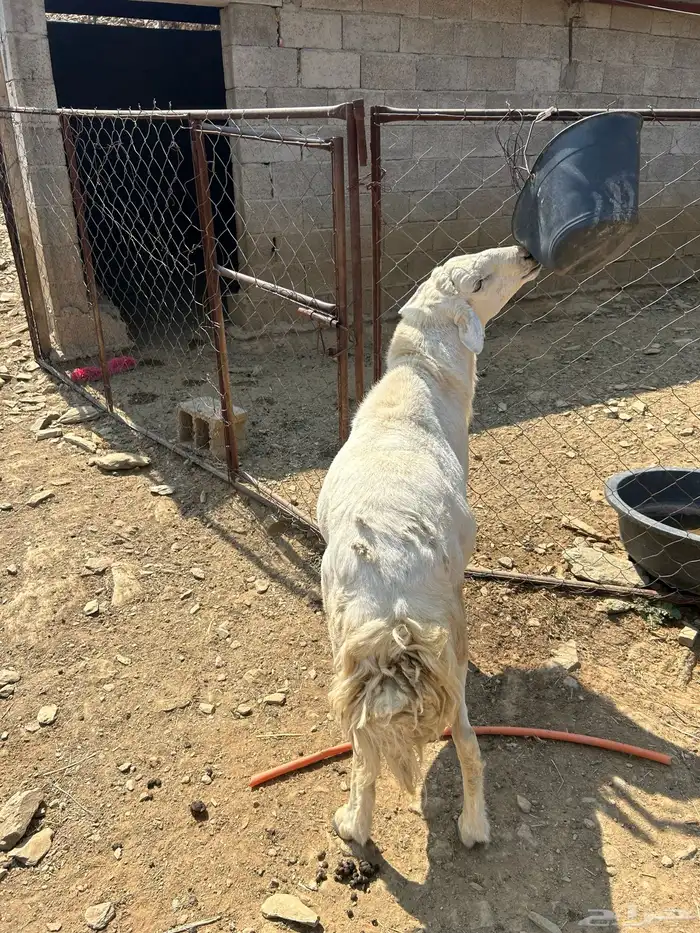 خروف حري فحل 3