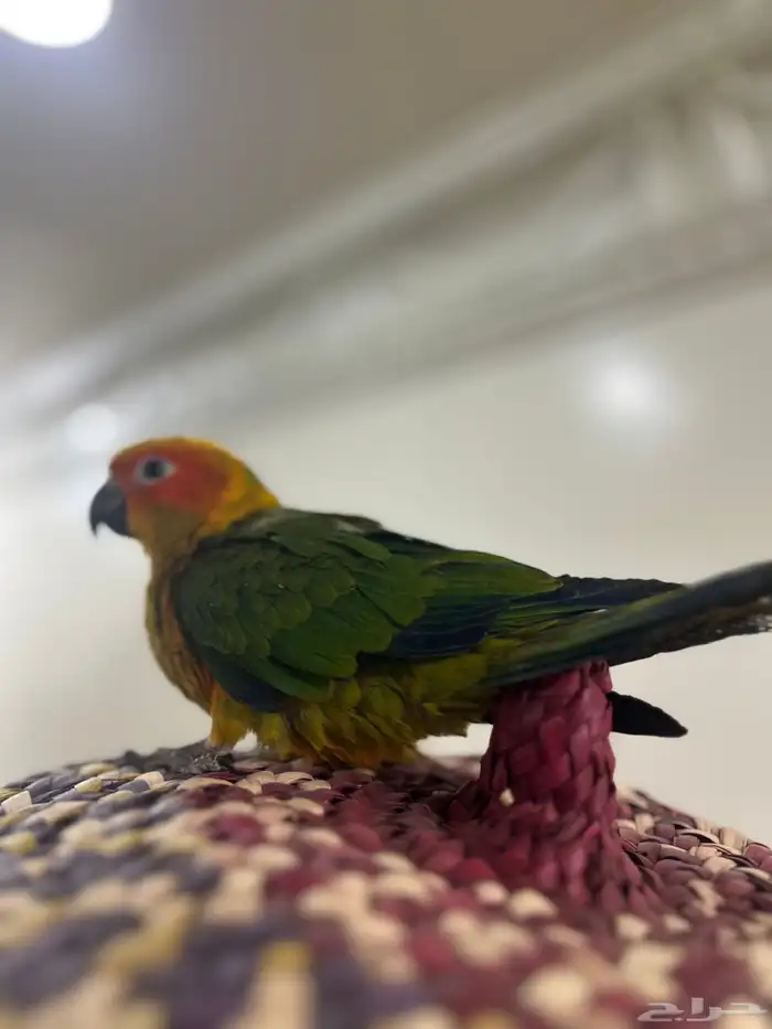 فرخ صن كنيور قريب فطم ليف ولعوب 3