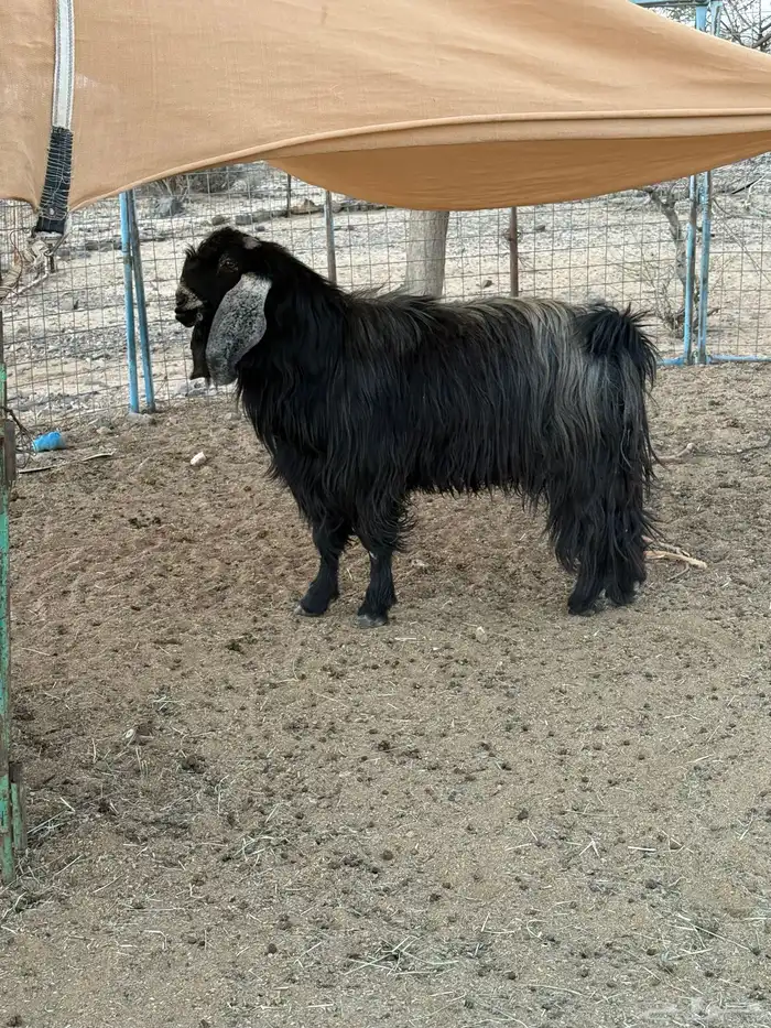 تيس عارضي صنف خصم 1