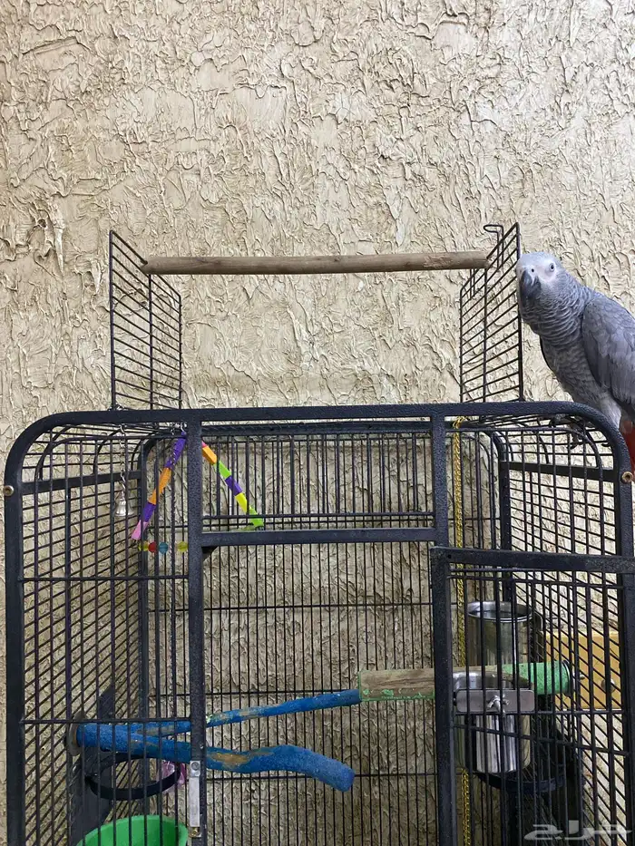ببغاء كاسكو 6