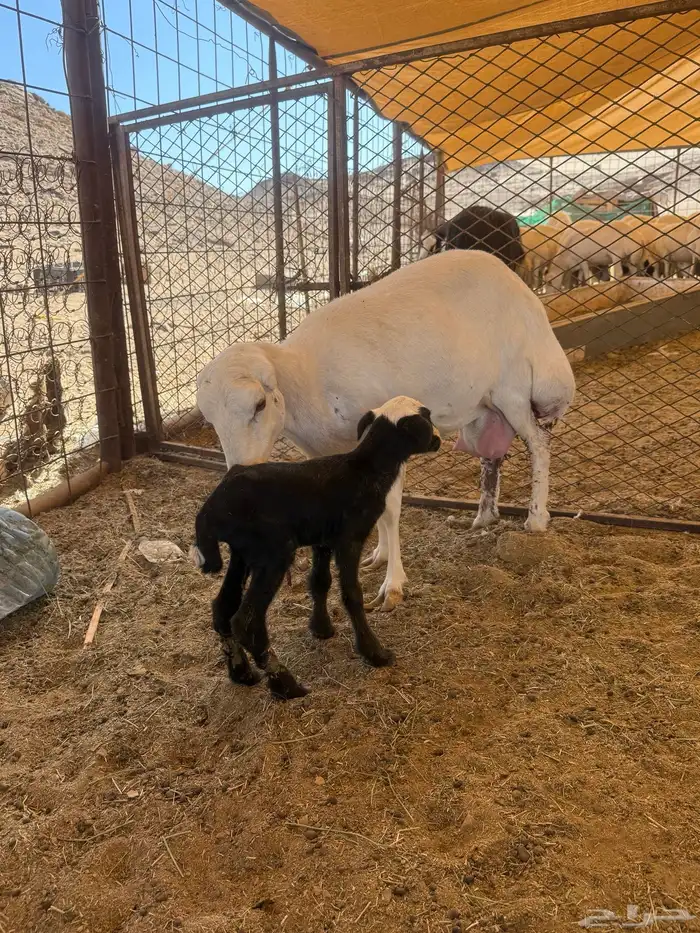 تم البيع وجاري تحويل العموله 0