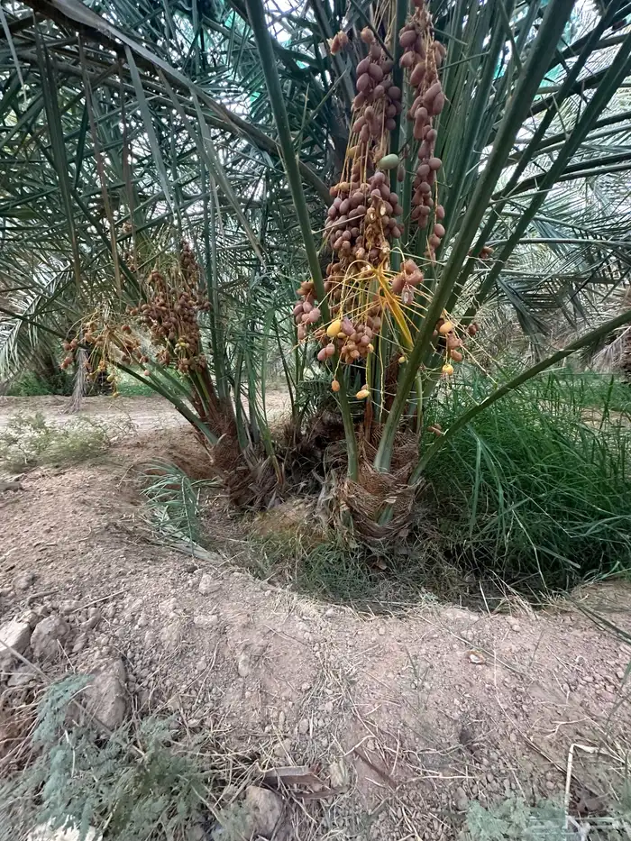 نخل الخرج واشيقر 2