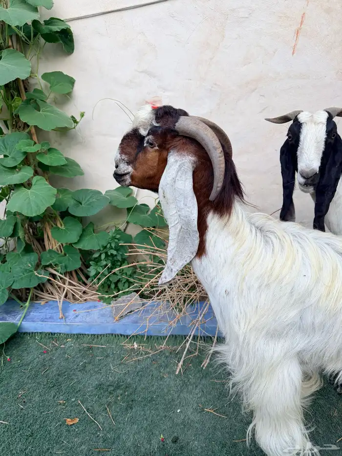 عنز جرمه وشكله طيب دافع توأم 2